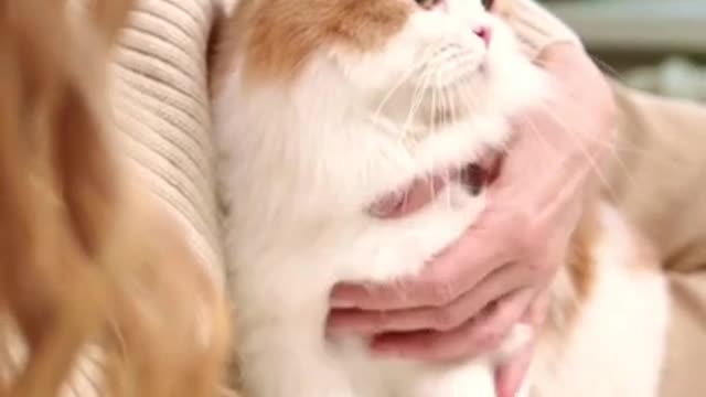 funny cat cute❤️❤️