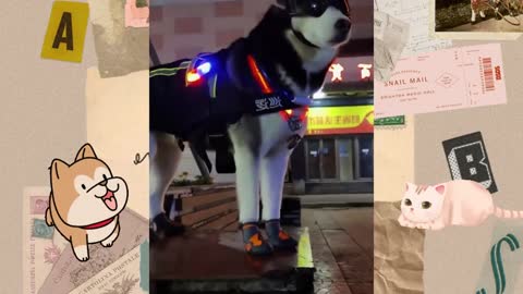 Handsome and cool animals