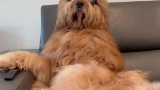 Dog sees himself on TV #shorts #sesamestreet #goldendoodle