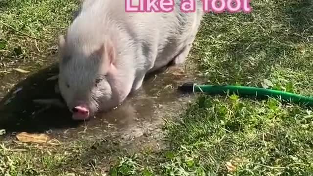 GettomeetPenny#fyp#foryou#pig