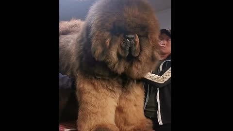 Very Large Dog, amazing