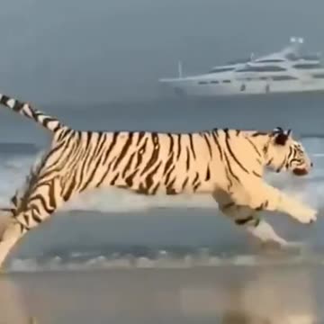 funny animals | wildlife animals | Tiger
