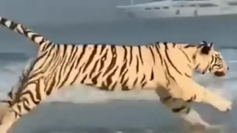 funny animals | wildlife animals | Tiger