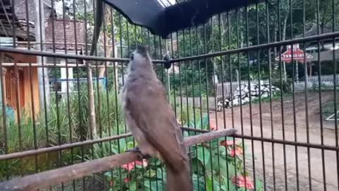 Eagle Vs Lapwing Bird- Can Small Bird Escape