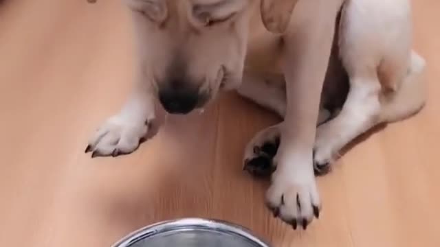 Cute and Funny short dogs videos