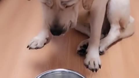 Cute and Funny short dogs videos