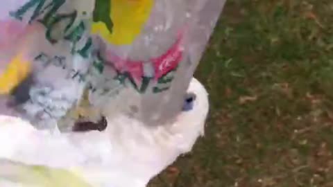 Funny Parrot Merry-Go-Round