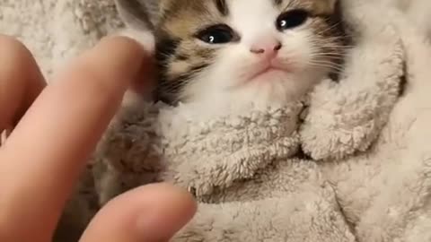 Super cute baby cat. Love animals. adorable and appealing