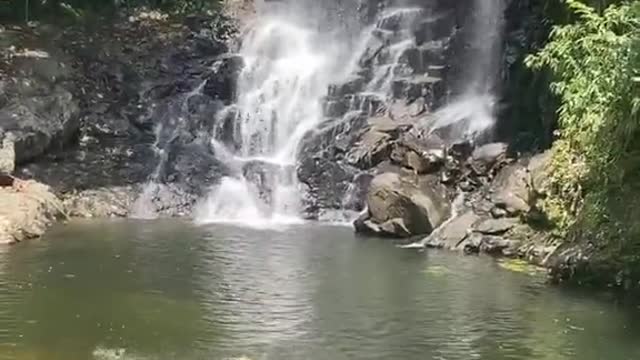 Look at that dog enjoying every bit of this beautiful waterfall