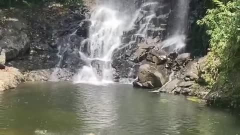 Look at that dog enjoying every bit of this beautiful waterfall