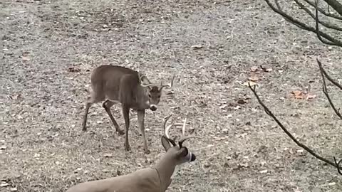 Deer Destroys Decoy