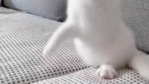 cat playing with feathers