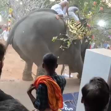 Elephant Attack 2023
