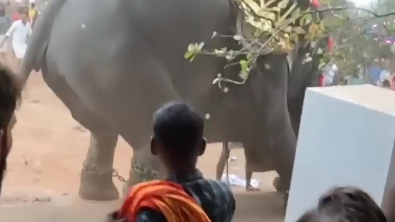 Elephant Attack 2023