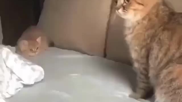 Cute cat playing with its mom