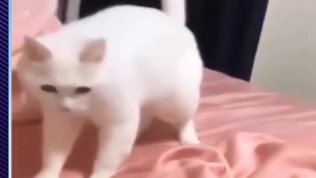 Funny cats & dogs | Funny Pets |