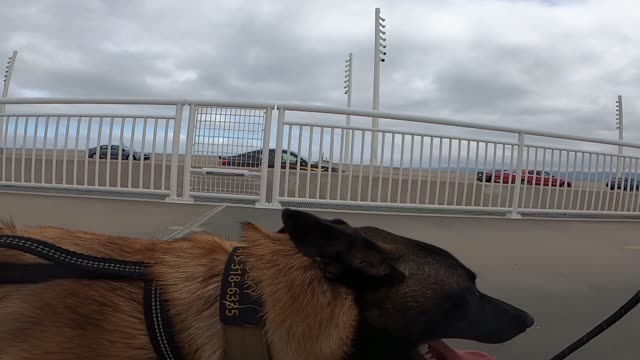 Rocky Runs Down the Oakland Side Of the Bay Bridge