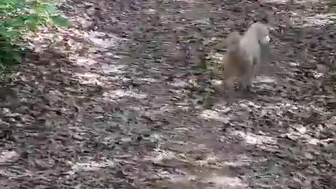 A poodle taking a walk in the mountains.