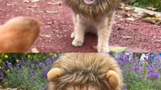 a little lion