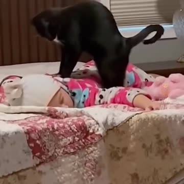 All Funny Animal Video - Joy Funny Factory