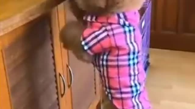 Funny Dogs 2021 try not to LAUGH!! #Shorts