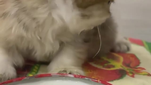 OMG 😱 cute cat 😍😘