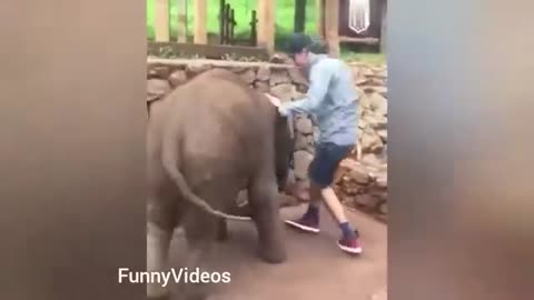 Let's laugh animals