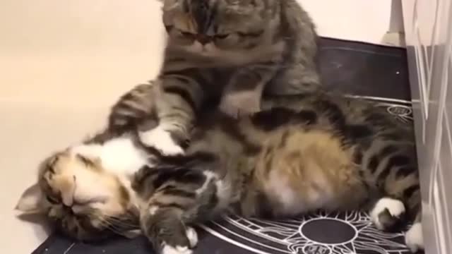 Cat tries to revive his dead friend