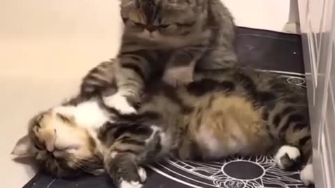 Cat tries to revive his dead friend