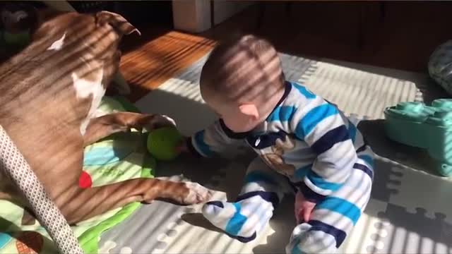 Funny babies annoying dogs - Cute dog & baby compilation Viral TRND Video 2021...