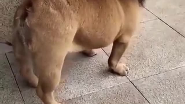 🤣Funny dog video. Is it a lion?