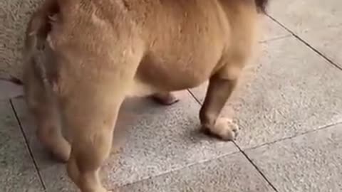 🤣Funny dog video. Is it a lion?