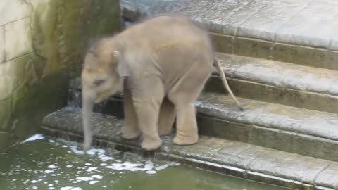 a baby elephant