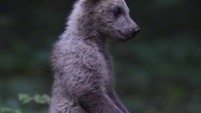 Wild animals photo shoot 🤫