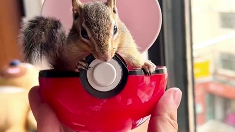 flying squirrel