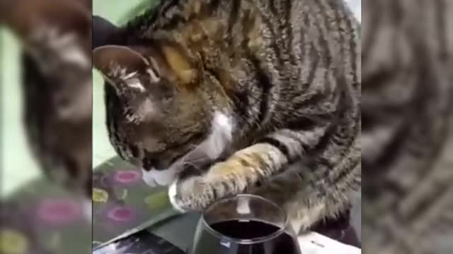 Cat drinks wine! See what happened next😂😂*hilarious ep:03