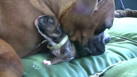 Dog Has Amazing Birth While Standing!!