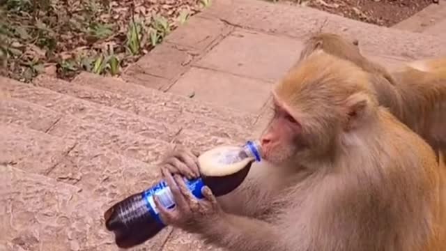 Monkey and pepsi