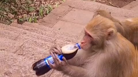 Monkey and pepsi