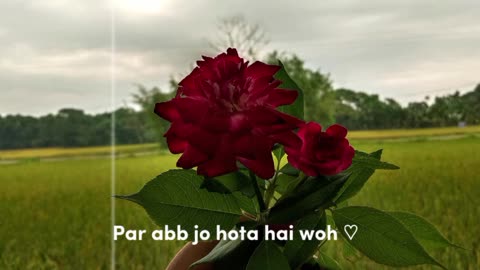 ফুল ফুটুক সবসময় 🥰🌹