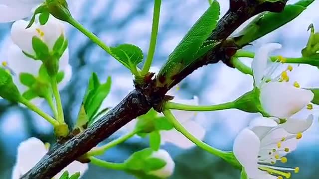 Spring is coming. Listen to the sound of birds singing and flowers blooming