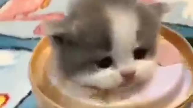 Funny Cats Videos 2021 | Best Cute and Funny Baby Cat Videos