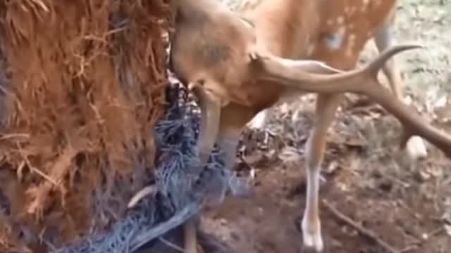 Deer Rescue #shorts #deer #rescue #wildlife