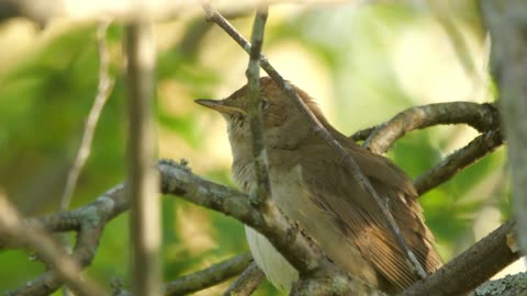 Extraordinary Backyard in Brazil | Day 1 birds