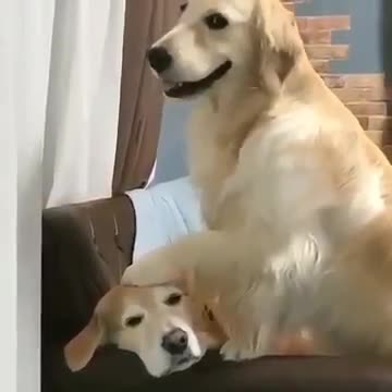 Super adorable dogs