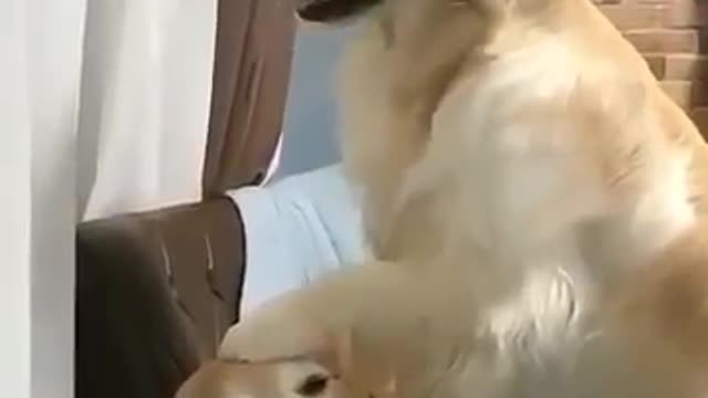 Super adorable dogs