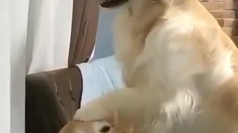 Super adorable dogs