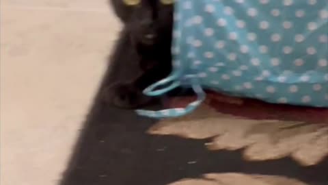 Adopting a Cat from a Shelter Vlog - Precious Piper Relaxing in Her Tunnel #shorts