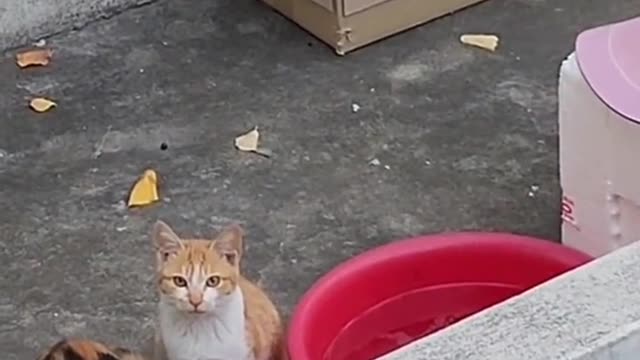 A litter box is a home for a stray cat