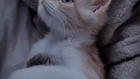 cute cat